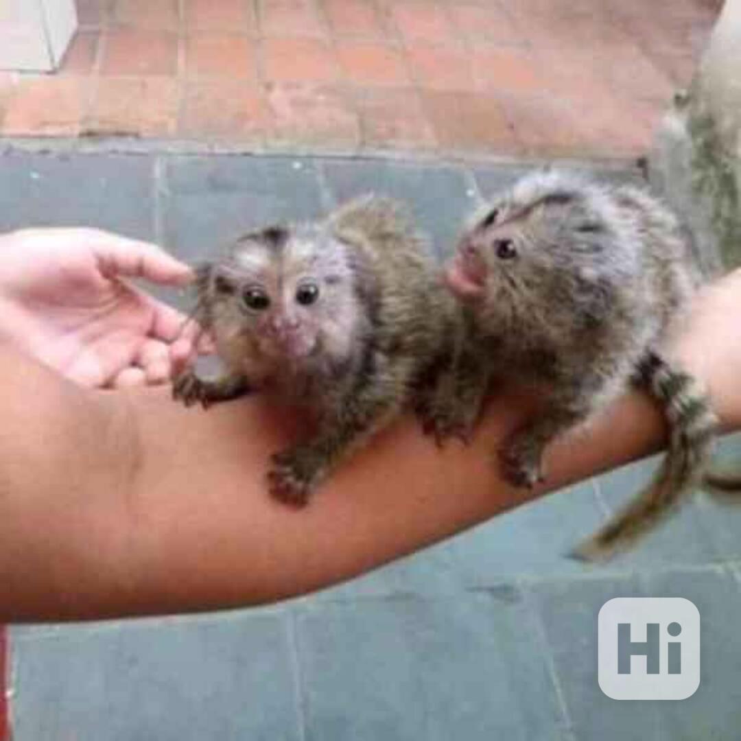 .přátelské opice kosmany  k adopci - foto 1