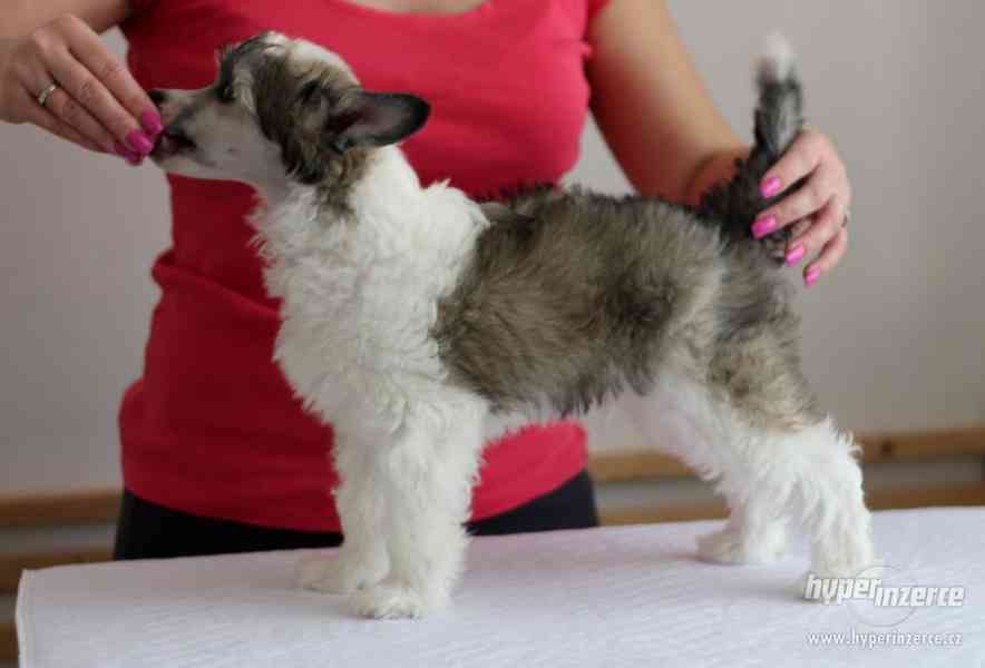 štěňátko čínského chocholatého psa - foto 5