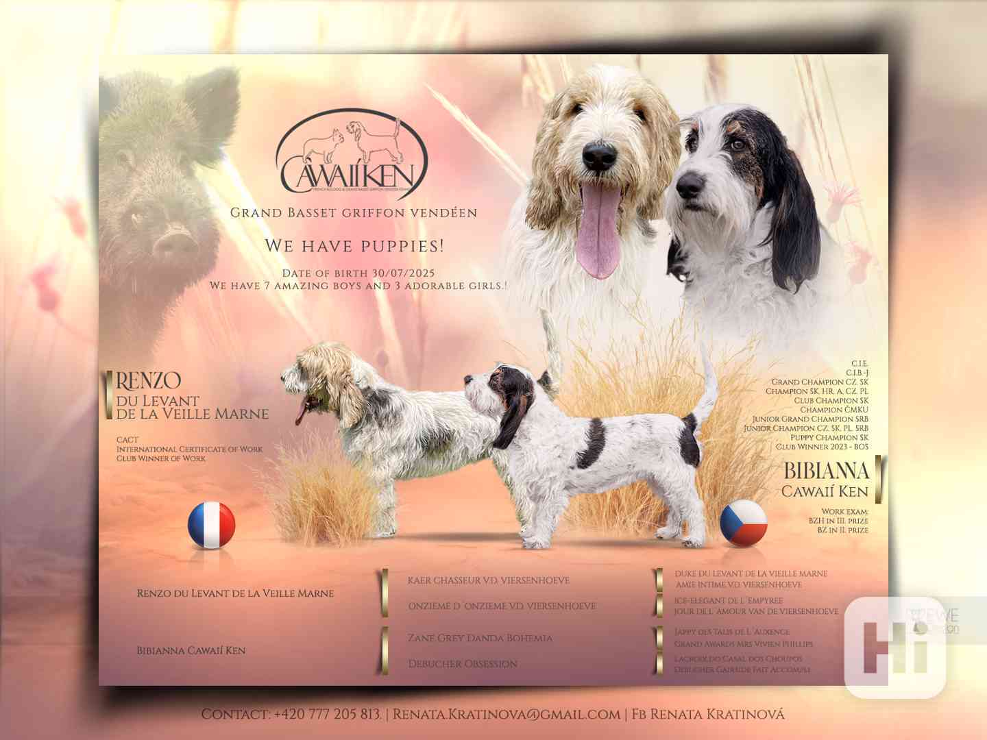 Nabídka štěňat - Velký hrubosrstý vendéeský basset - foto 1