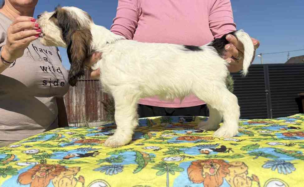 Nabídka štěňat - Velký hrubosrstý vendéeský basset - foto 10