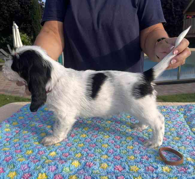 Nabídka štěňat - Velký hrubosrstý vendéeský basset - foto 6