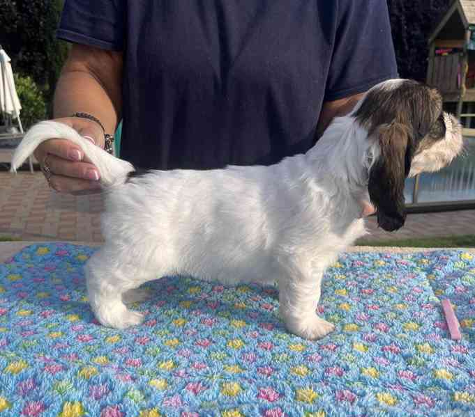 Nabídka štěňat - Velký hrubosrstý vendéeský basset - foto 17