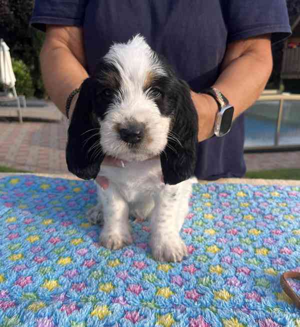 Nabídka štěňat - Velký hrubosrstý vendéeský basset - foto 5