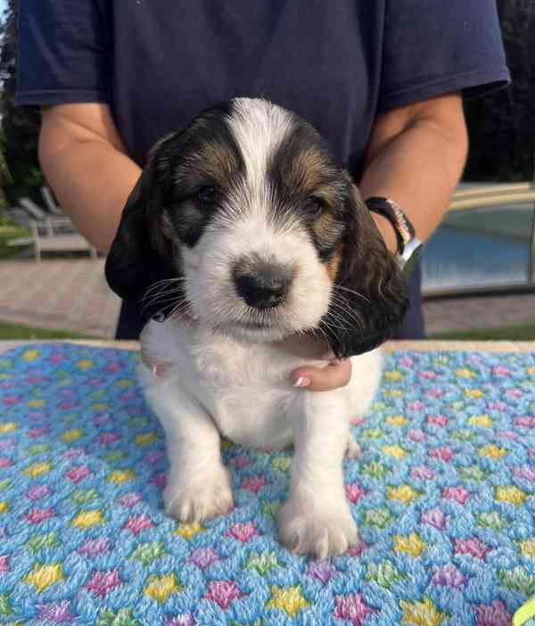 Nabídka štěňat - Velký hrubosrstý vendéeský basset - foto 8