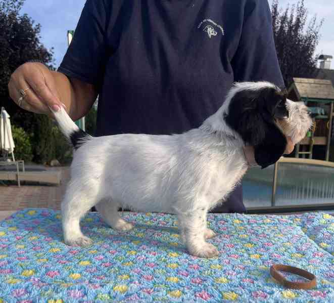 Nabídka štěňat - Velký hrubosrstý vendéeský basset - foto 7