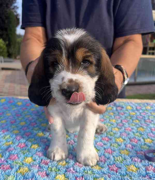 Nabídka štěňat - Velký hrubosrstý vendéeský basset - foto 15