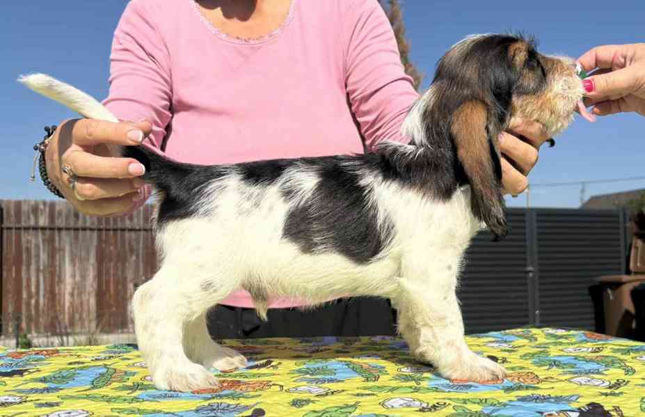 Nabídka štěňat - Velký hrubosrstý vendéeský basset - foto 4