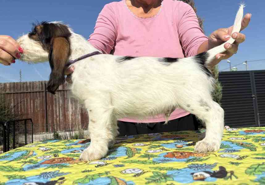Nabídka štěňat - Velký hrubosrstý vendéeský basset - foto 13
