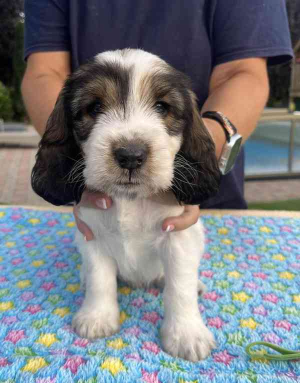 Nabídka štěňat - Velký hrubosrstý vendéeský basset - foto 11