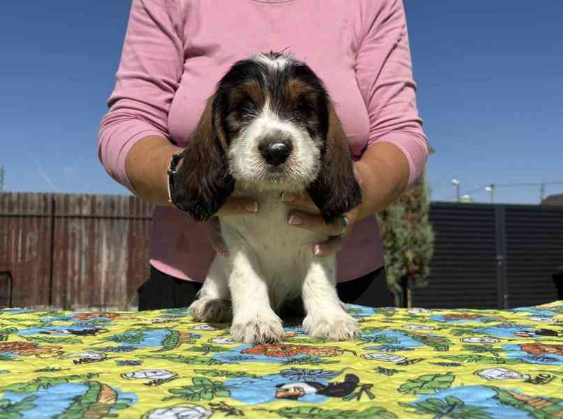 Nabídka štěňat - Velký hrubosrstý vendéeský basset - foto 11