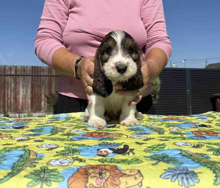 Nabídka štěňat - Velký hrubosrstý vendéeský basset - foto 5