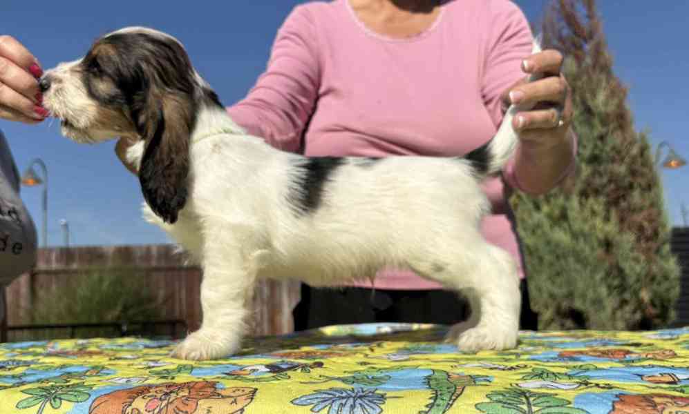 Nabídka štěňat - Velký hrubosrstý vendéeský basset - foto 7