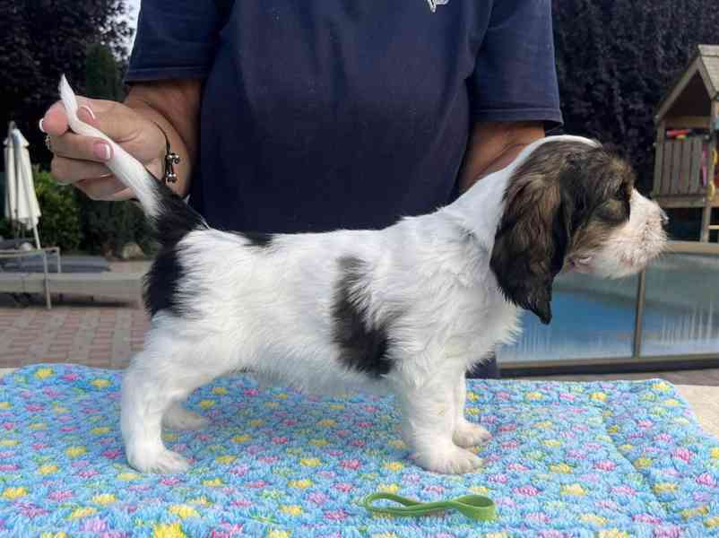 Nabídka štěňat - Velký hrubosrstý vendéeský basset - foto 13
