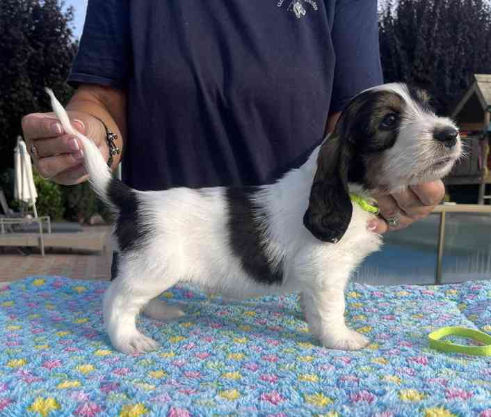 Nabídka štěňat - Velký hrubosrstý vendéeský basset - foto 9