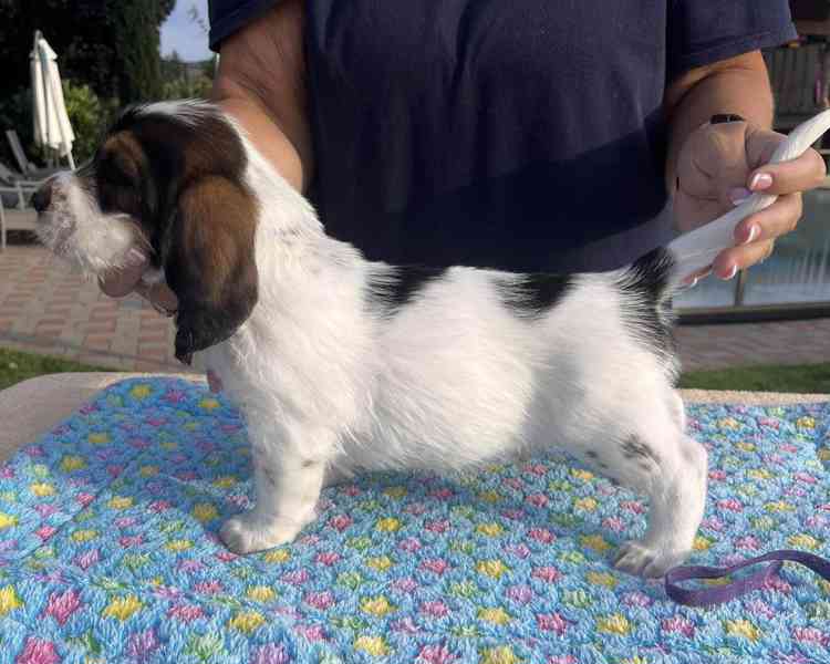 Nabídka štěňat - Velký hrubosrstý vendéeský basset - foto 14