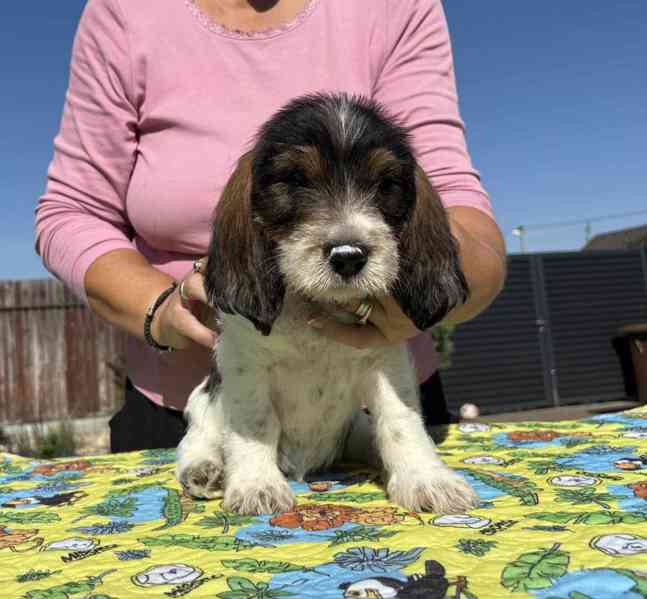 Nabídka štěňat - Velký hrubosrstý vendéeský basset - foto 2