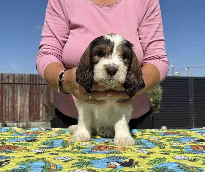 Nabídka štěňat - Velký hrubosrstý vendéeský basset - foto 8