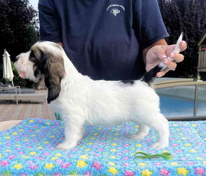 Nabídka štěňat - Velký hrubosrstý vendéeský basset - foto 12