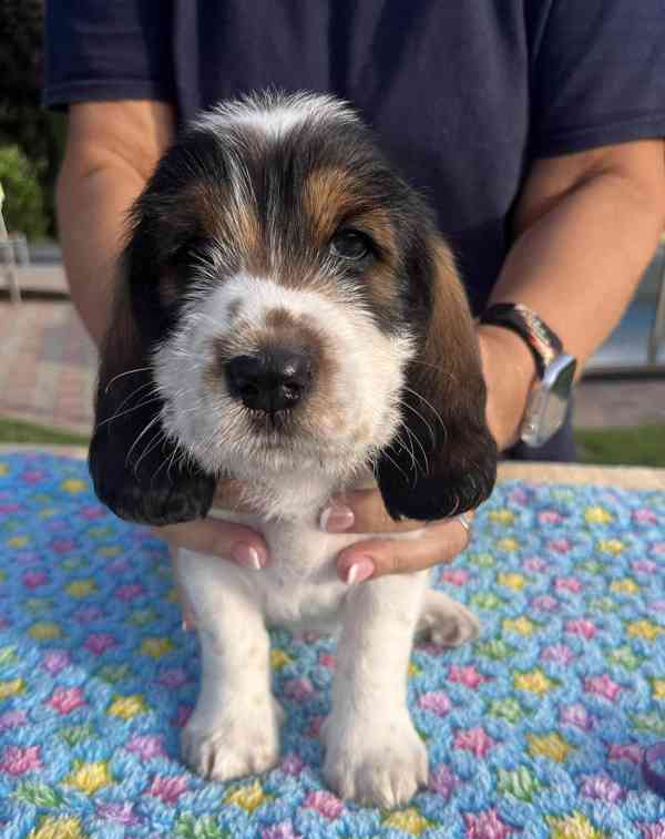 Nabídka štěňat - Velký hrubosrstý vendéeský basset - foto 16
