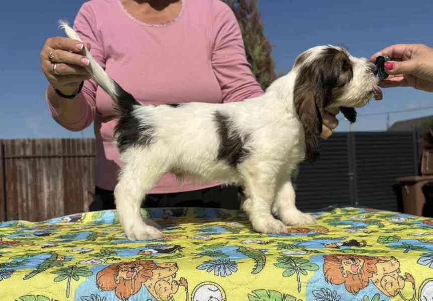 Nabídka štěňat - Velký hrubosrstý vendéeský basset - foto 9