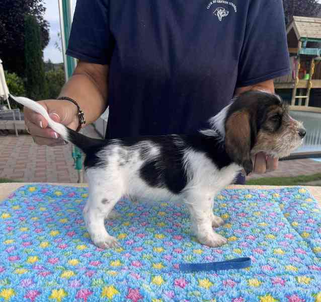 Nabídka štěňat - Velký hrubosrstý vendéeský basset - foto 4
