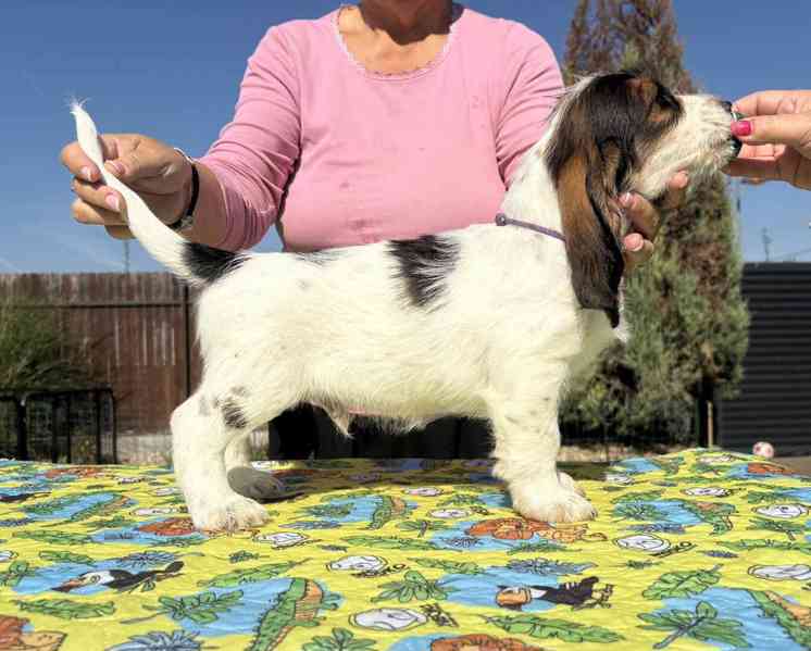 Nabídka štěňat - Velký hrubosrstý vendéeský basset - foto 12