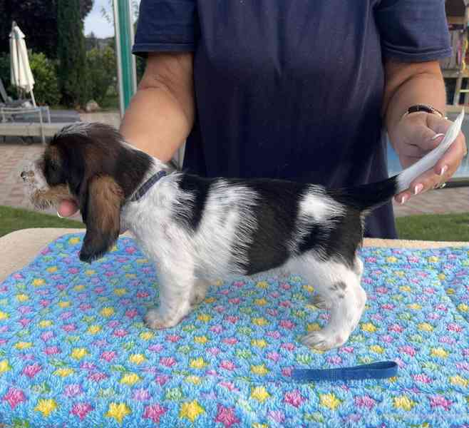 Nabídka štěňat - Velký hrubosrstý vendéeský basset - foto 2