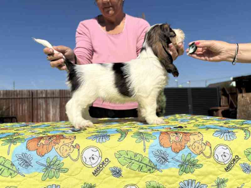 Nabídka štěňat - Velký hrubosrstý vendéeský basset - foto 6