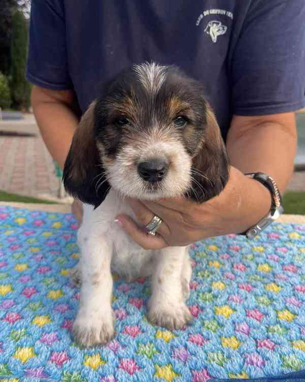Nabídka štěňat - Velký hrubosrstý vendéeský basset - foto 3
