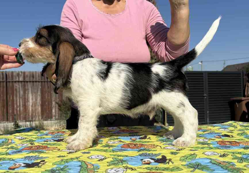 Nabídka štěňat - Velký hrubosrstý vendéeský basset - foto 3