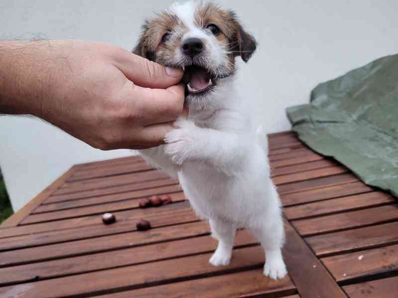 Prodám štěně - fenku Jack Russell Teriera  - foto 6
