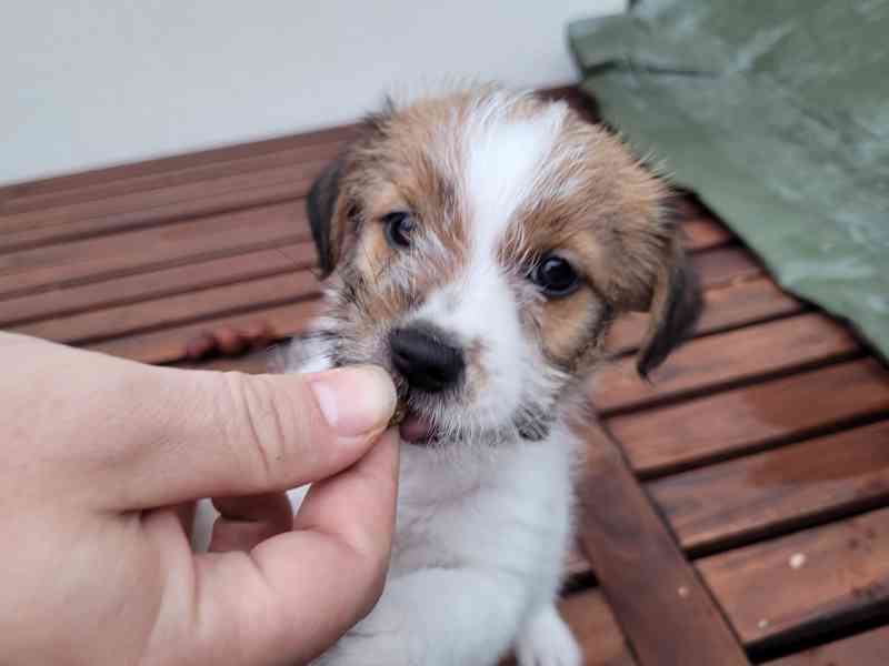 Prodám štěně - fenku Jack Russell Teriera  - foto 4