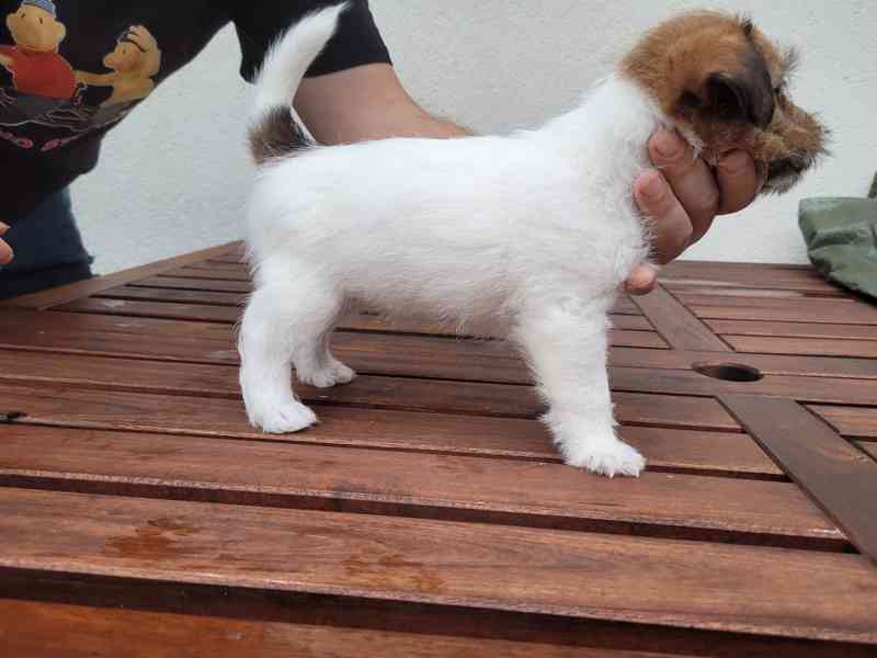 Prodám štěně - fenku Jack Russell Teriera  - foto 3