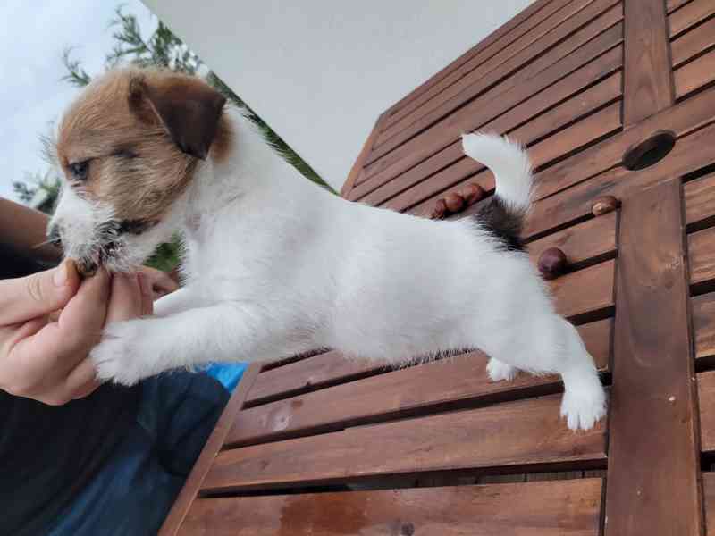 Prodám štěně - fenku Jack Russell Teriera  - foto 2