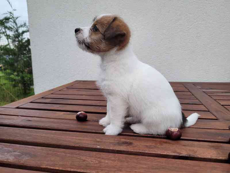 Prodám štěně - fenku Jack Russell Teriera  - foto 5