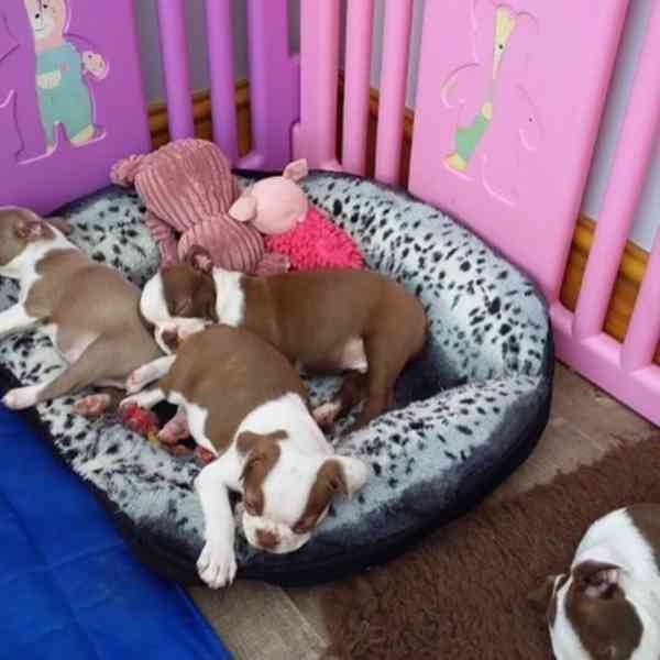 Tato kvalitní štěňata bostonského teriéra  - foto 1