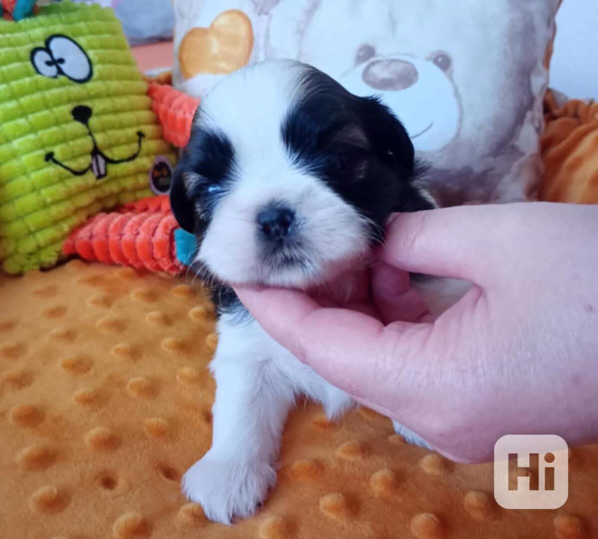 štěně Shih-tzu - foto 1