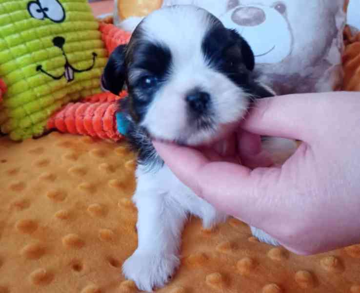štěně Shih-tzu - foto 2