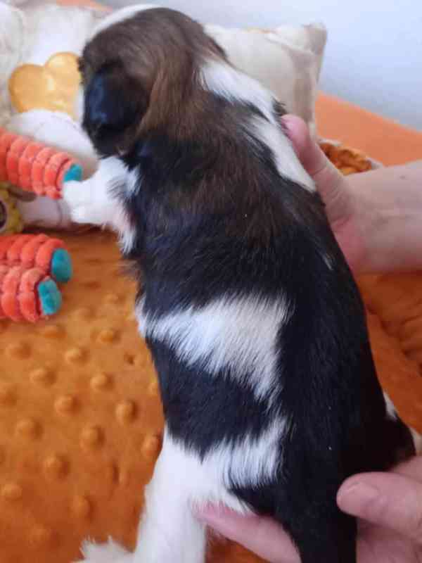 štěně Shih-tzu - foto 3