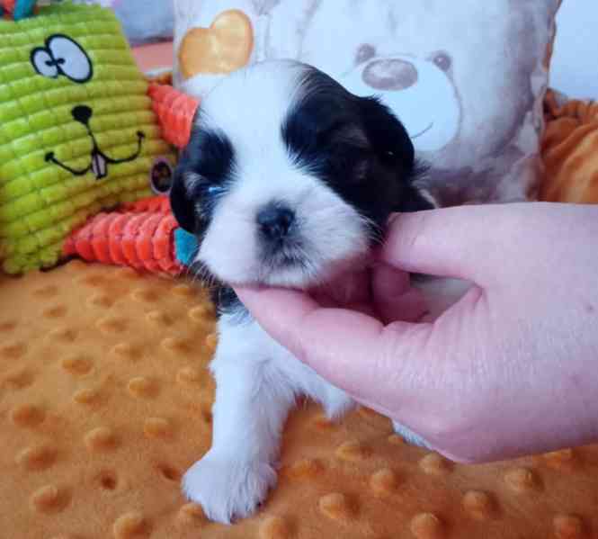 štěně Shih-tzu - foto 1