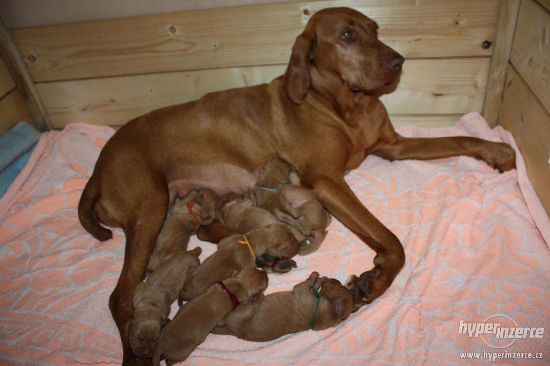Štěňě MOK - CHS od Ratbořských rybníků - foto 1