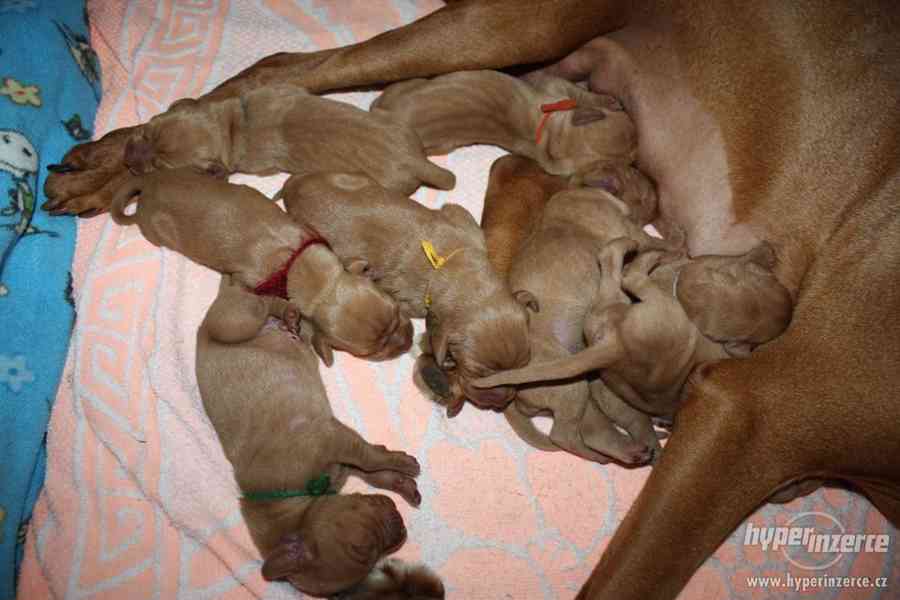 Štěňě MOK - CHS od Ratbořských rybníků - foto 2