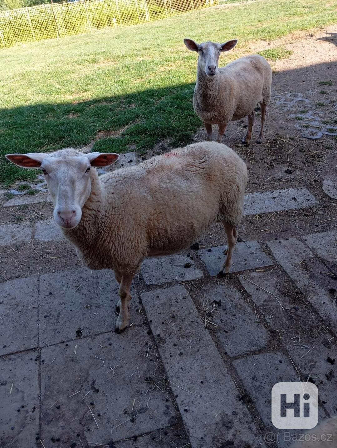 východofriské ovce - foto 1