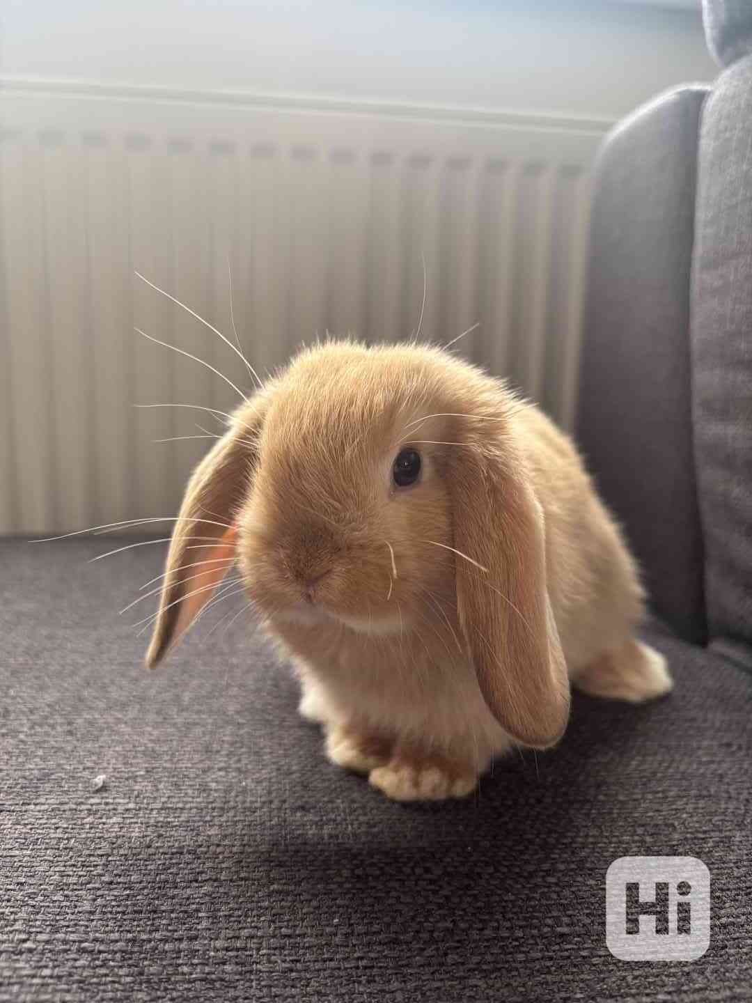 Zakrslý králík beránek  - foto 1