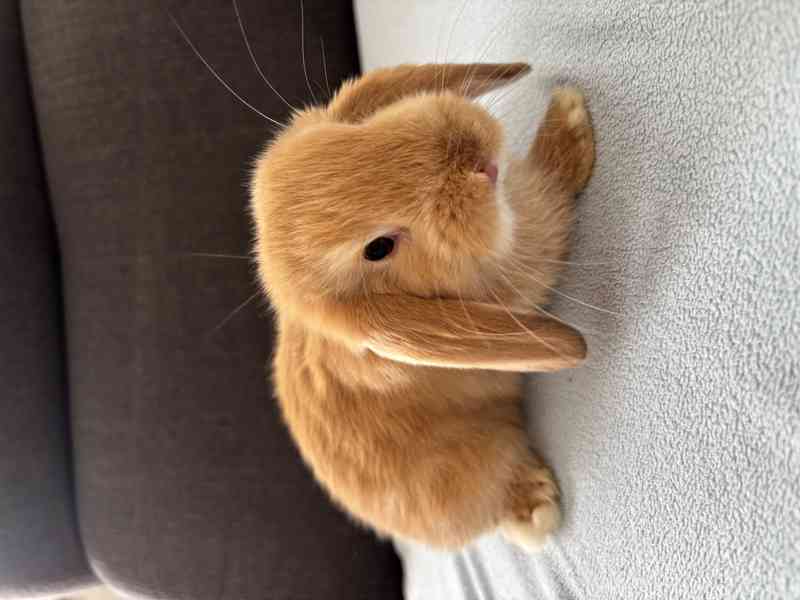 Zakrslý králík beránek  - foto 2