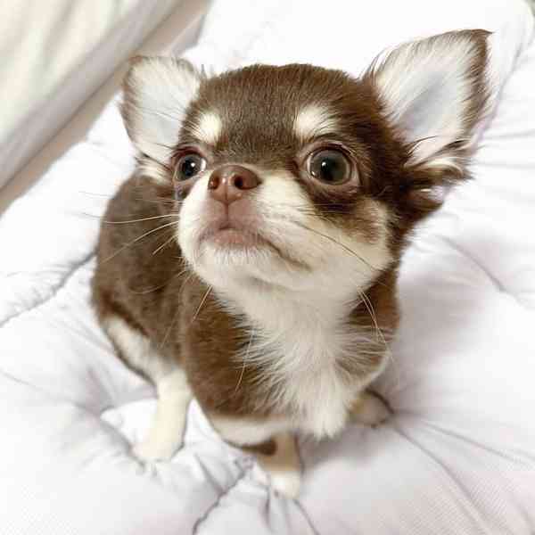 🐾 Rozkošná štěňátka čivav připravená na svůj trvalý domov! 