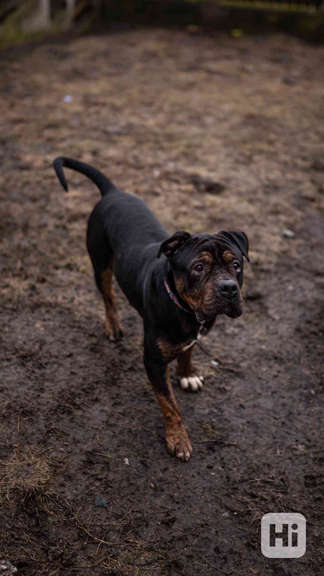 Biscuit - aktivní hodný kluk, kříženec bull, 3 roky  - foto 1