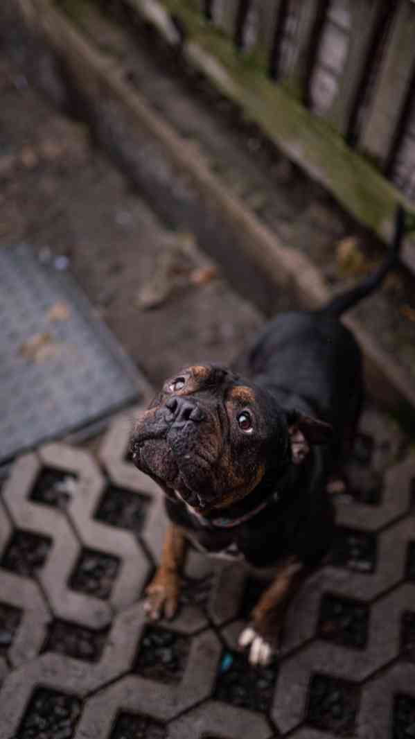 Biscuit - aktivní hodný kluk, kříženec bull, 3 roky  - foto 2