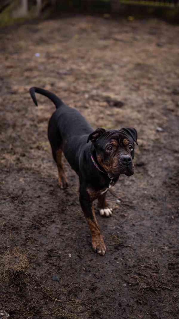Biscuit - aktivní hodný kluk, kříženec bull, 3 roky  - foto 1