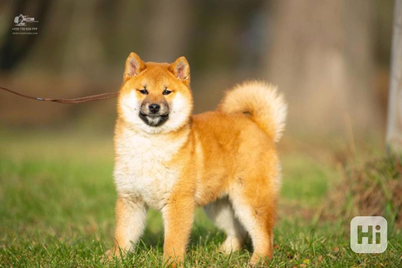 Shiba s PP - foto 1